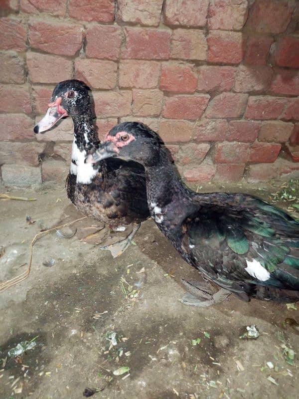 black ducks pair fly birds 3