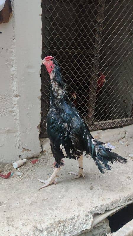 lassni patha or 6month chicks for sale 1