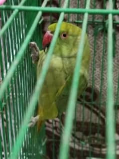 healthy parrot for sale in reasonable price