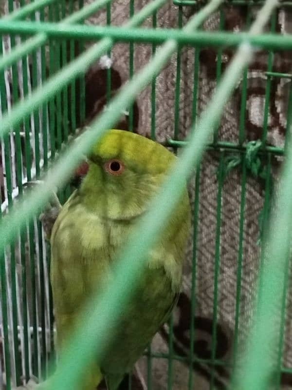 healthy parrot for sale in reasonable price 1