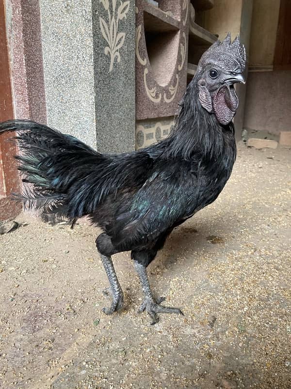 Ayam Cemani Black Meat Black Tongue | Jet Black Tongue 3