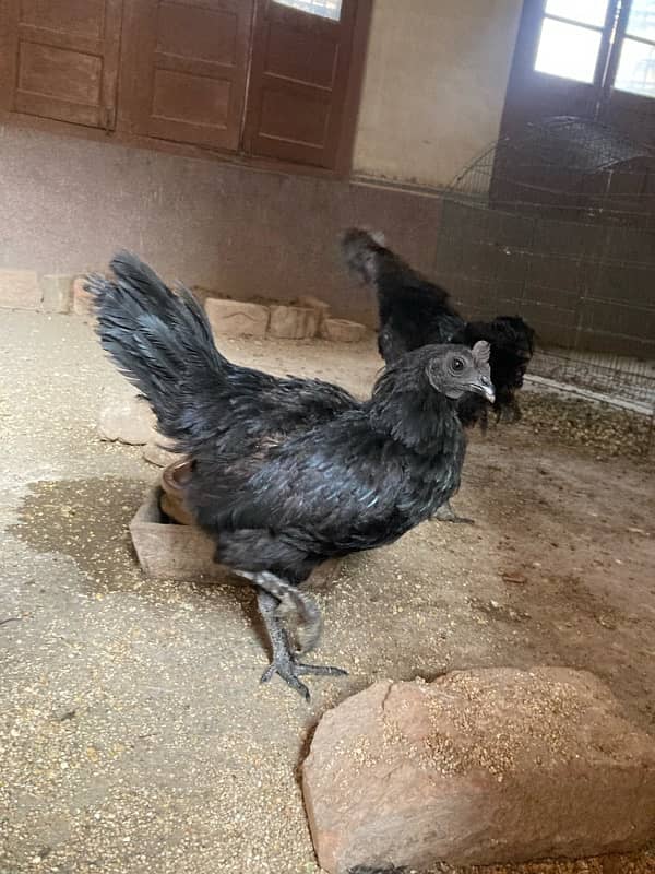 Ayam Cemani Black Meat Black Tongue | Jet Black Tongue 4