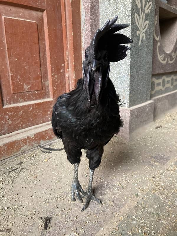 Ayam Cemani Black Meat Black Tongue | Jet Black Tongue 6