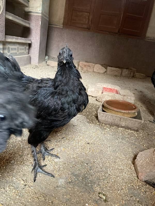 Ayam Cemani Black Meat Black Tongue | Jet Black Tongue 8