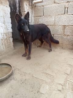 Black German shepherd dog