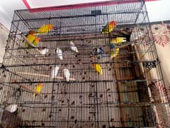 Love Birds breeding paid for sale