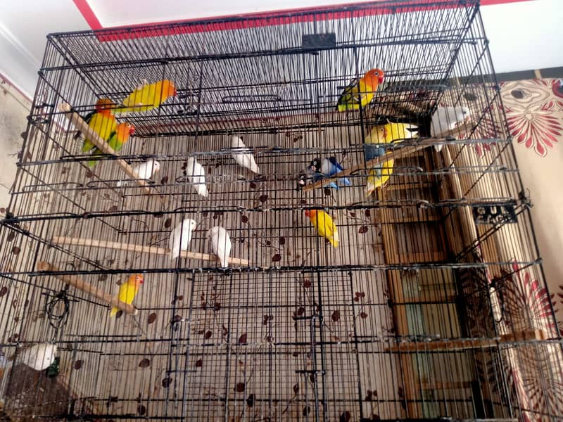 Love Birds breeding paid for sale 0