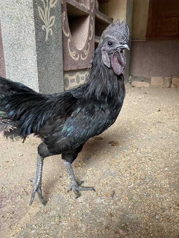 Black Tongue Ayam Cemani | Healthy and Active 5