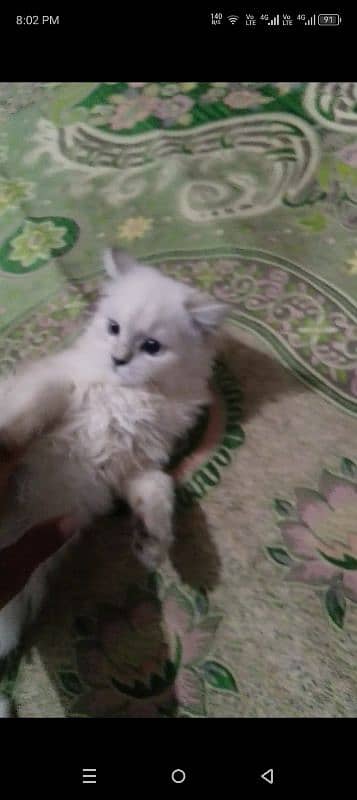 cat for sale what app number 03231598064 1