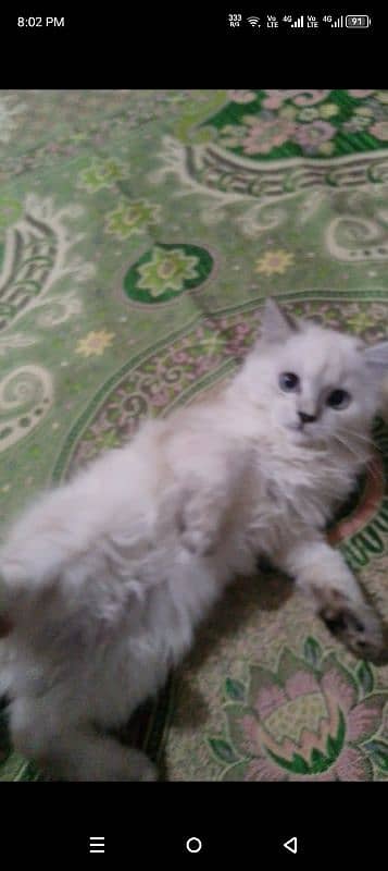 cat for sale what app number 03231598064 2