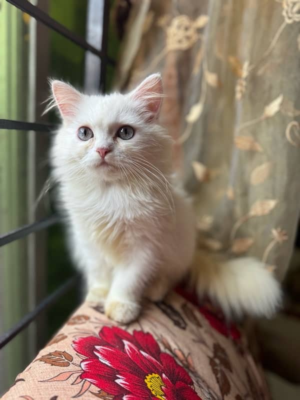 Persian triple coded male and female cat with brown and grey eyes 0