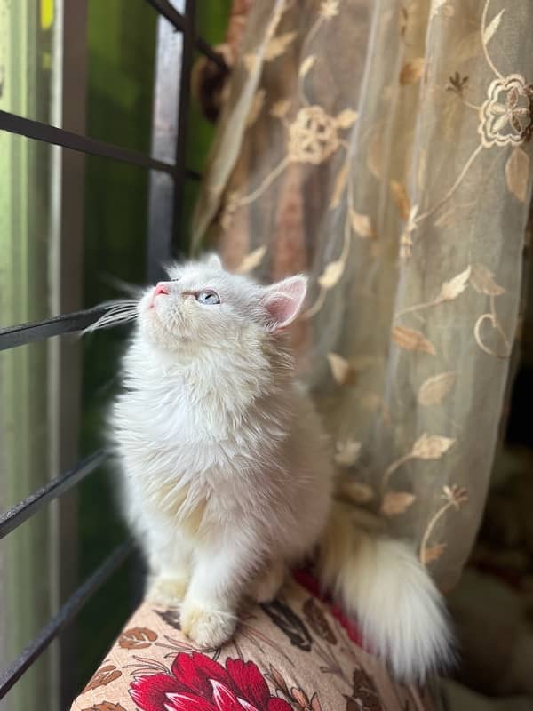 Persian triple coded male and female cat with brown and grey eyes 1