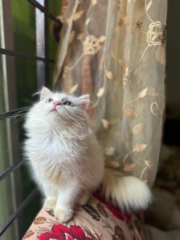 Persian triple coded male and female cat with brown and grey eyes 2