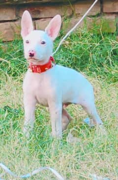 Pure Kohati gullter Male for sale Age 2 Month