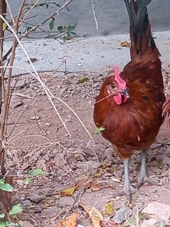 Desi Murgha /shiny red Roaster/cock with hen egg lying pair for sale