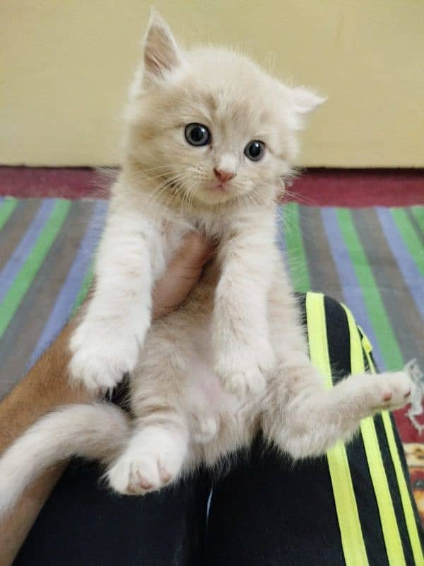 I am selling my Persian male kitten 0