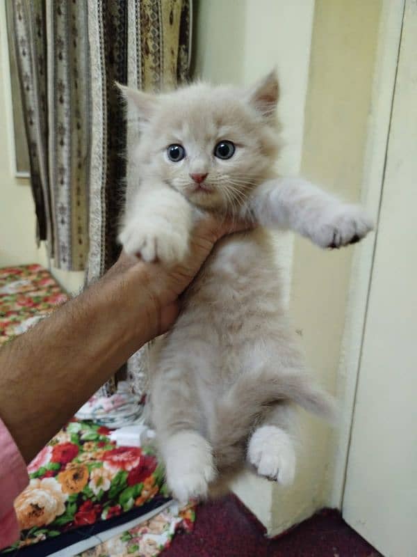 I am selling my Persian male kitten 1