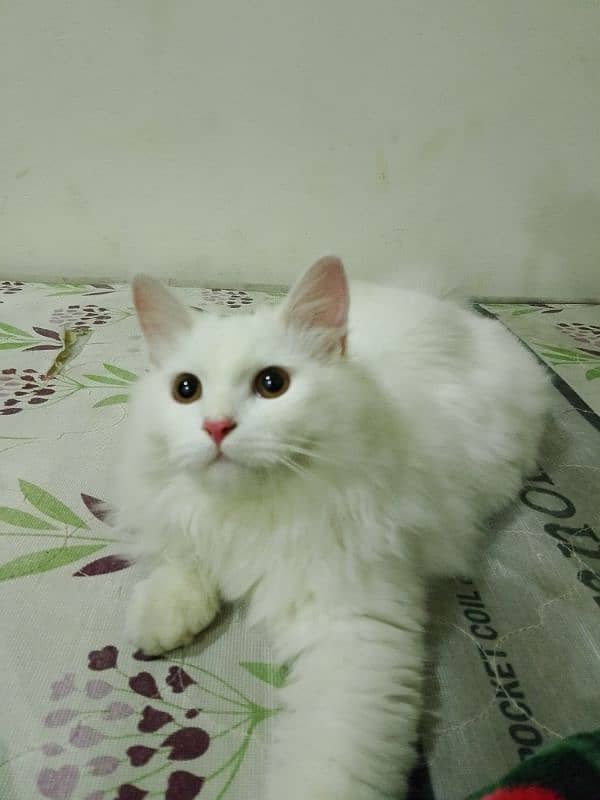 person cat 3tipal coat litter trand pure white colour 0