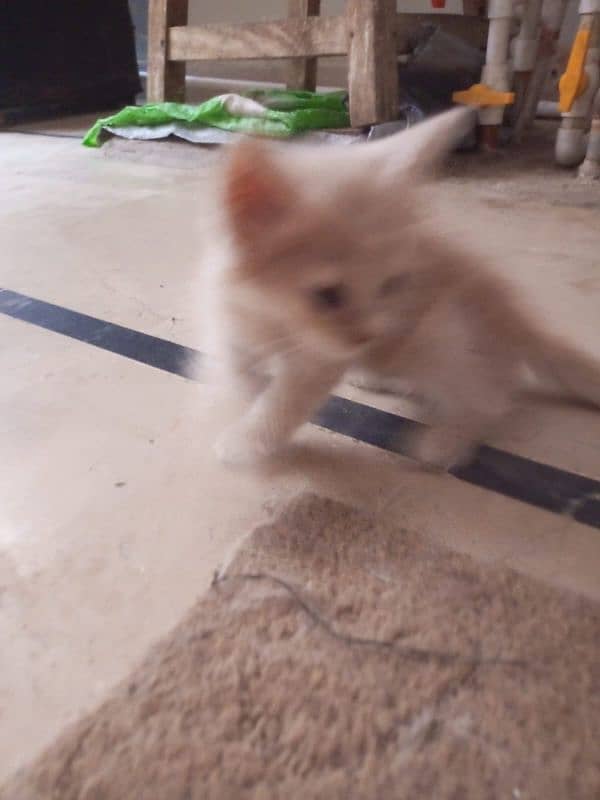 Persian Kittens 11