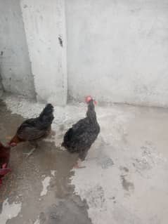 Desi or golden misri hens