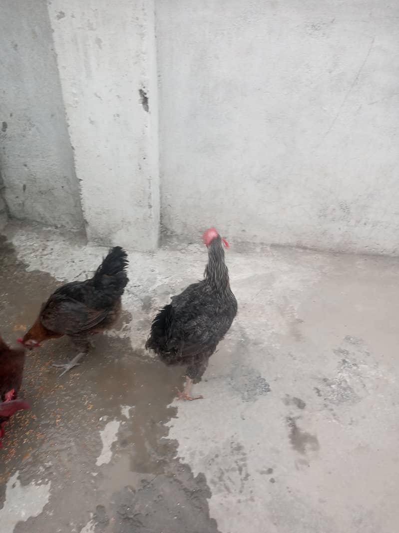 Desi or golden misri hens 0