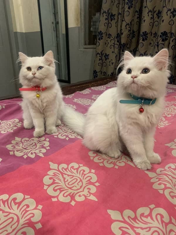 mano and mizo two white persian kittens fully vaccinated aged 4.5 M 2