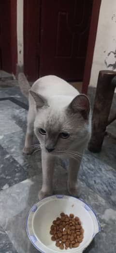 female siamee cat