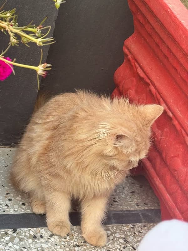 persian cat with triple coded male and female 1