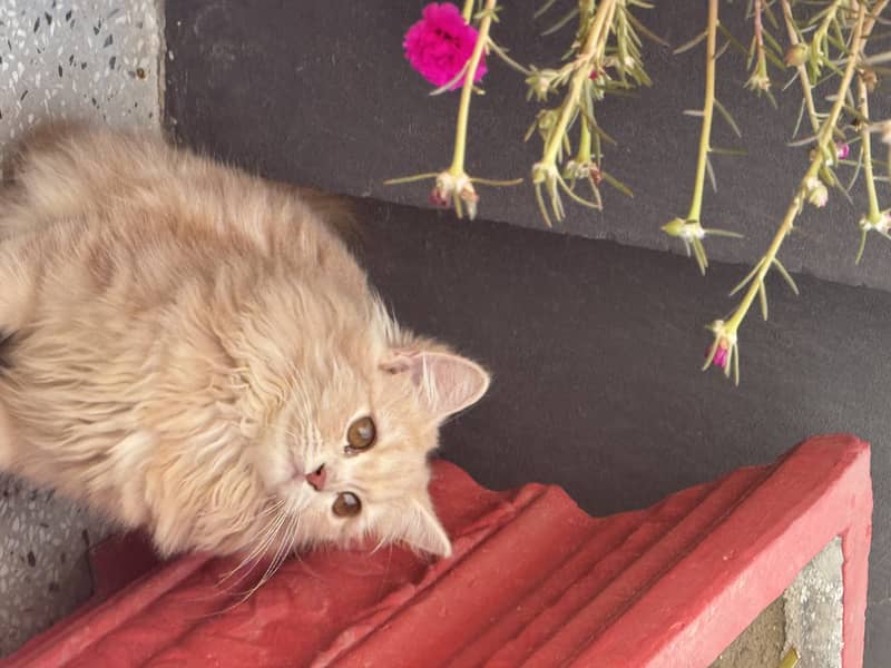 persian cat with triple coded male and female 2