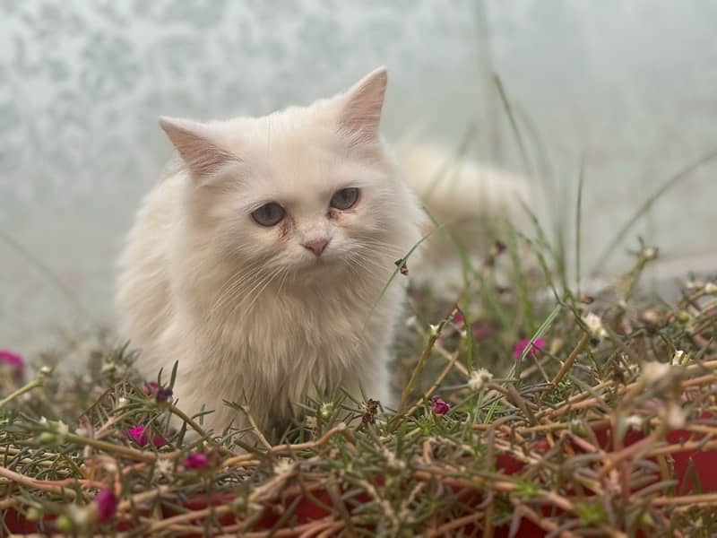 persian cat with triple coded male and female 3