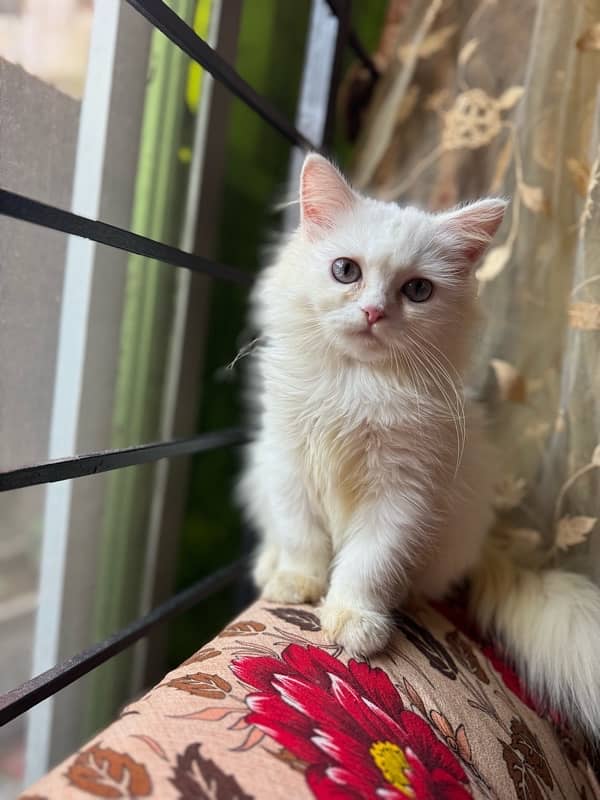 persian cat with triple coded male and female 4