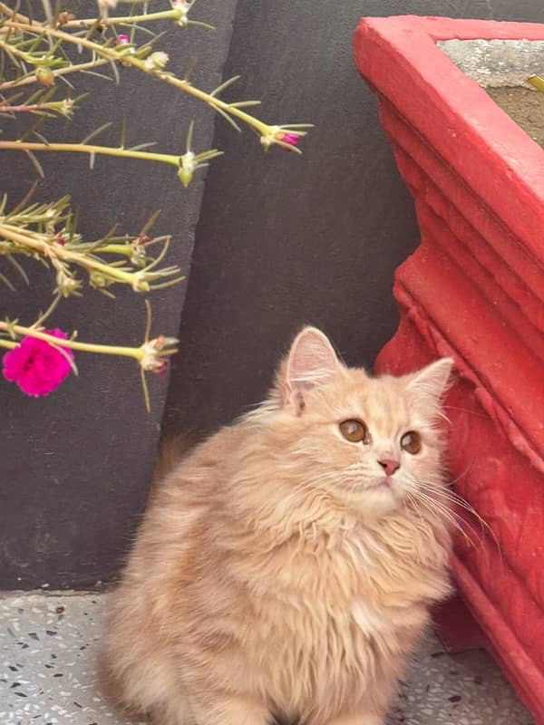 Persian triple coded male and female cat with brown and grey eyes 5