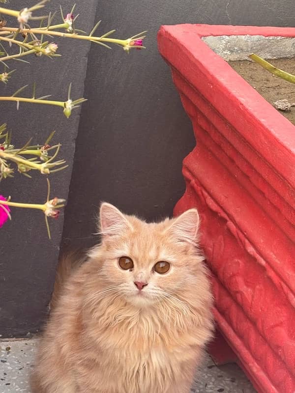 Persian triple coded male and female cat with brown and grey eyes 6