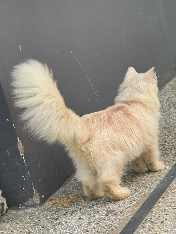 Persian triple coded male and female cat with brown and grey eyes 8