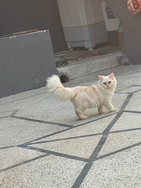 Persian triple coded male and female cat with brown and grey eyes 9