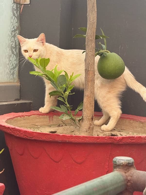 Persian triple coded male and female cat with brown and grey eyes 11