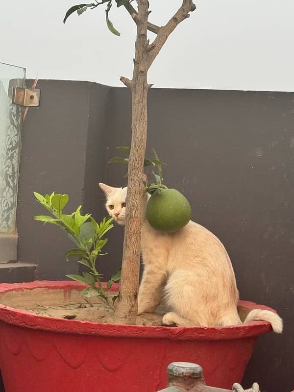 Persian triple coded male and female cat with brown and grey eyes 12