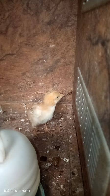 1 Chick for sale Hera Breed ka 0