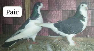 fancy pigeon