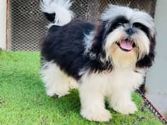 Show class Quality Shihtzu Male imported bloodline