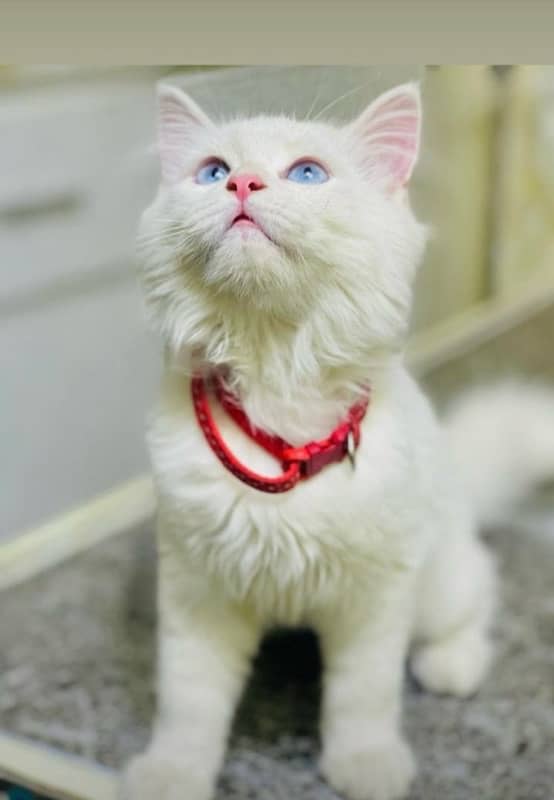 male persian kitten 1