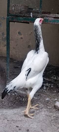 har qisam k birds available Hain please contact karain rates k Liye