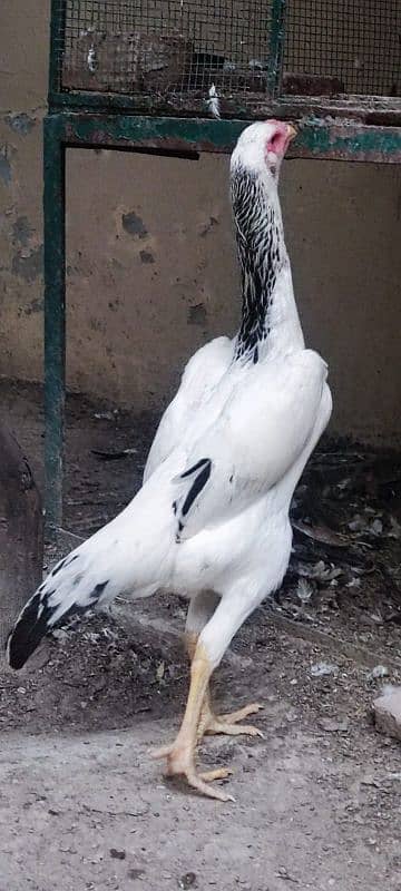 har qisam k birds available Hain please contact karain rates k Liye 0