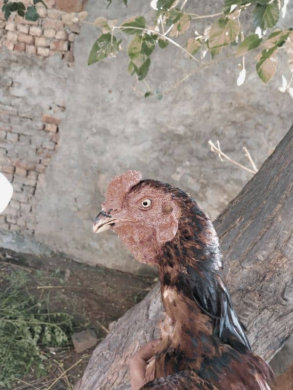 har qisam k birds available Hain please contact karain rates k Liye 3