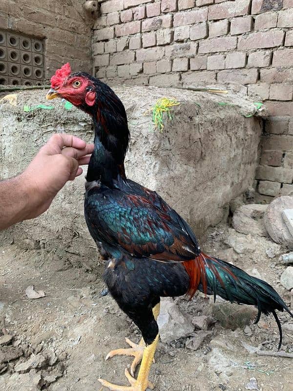 har qisam k birds available Hain please contact karain rates k Liye 4