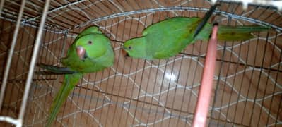 6 Months parrots pair