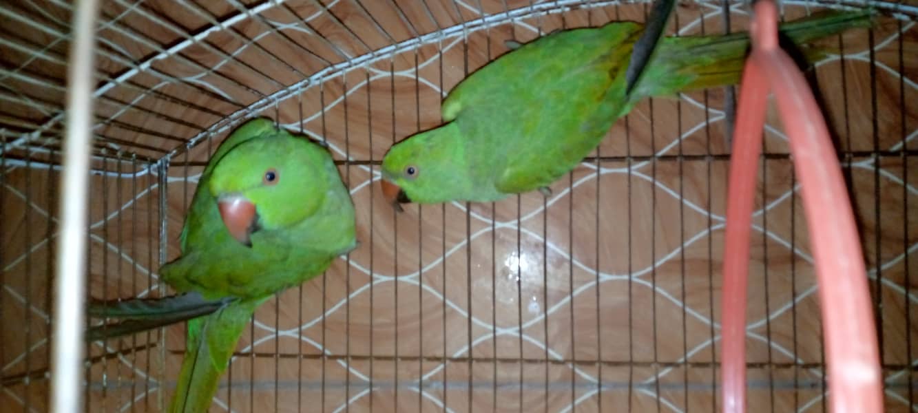 6 Months parrots pair 1