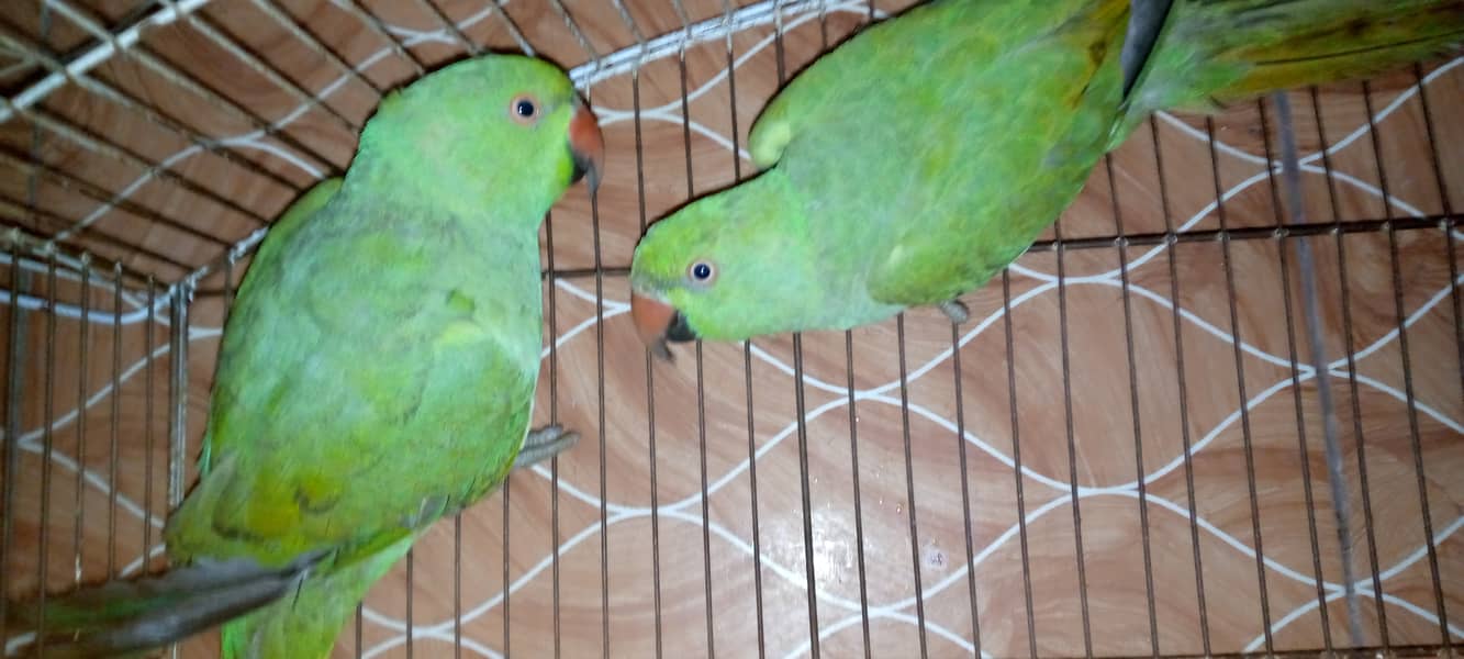 6 Months parrots pair 2