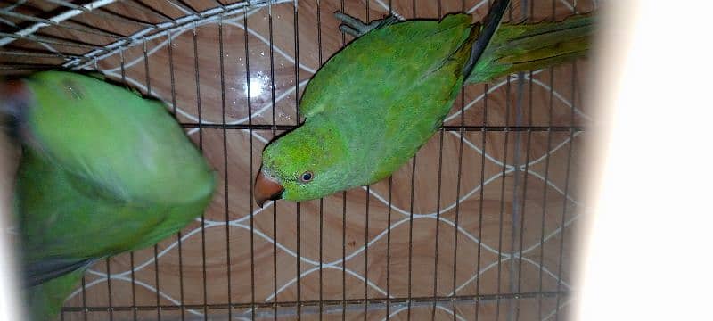 6 Months parrots pair 3