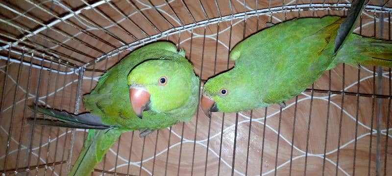 6 Months parrots pair 5